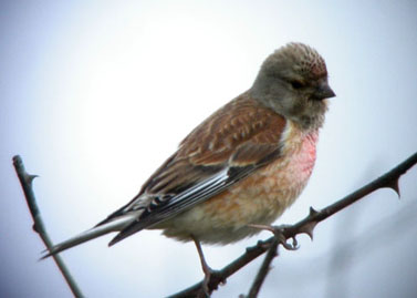 Linnet © Richard Hill