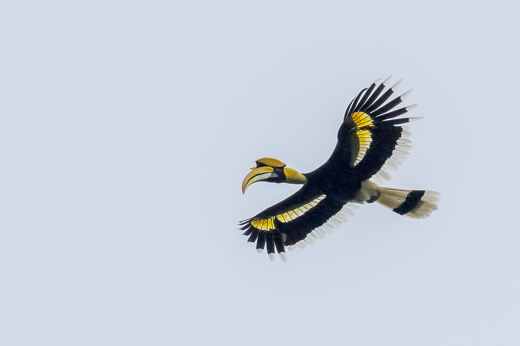 Giant Hornbill flight