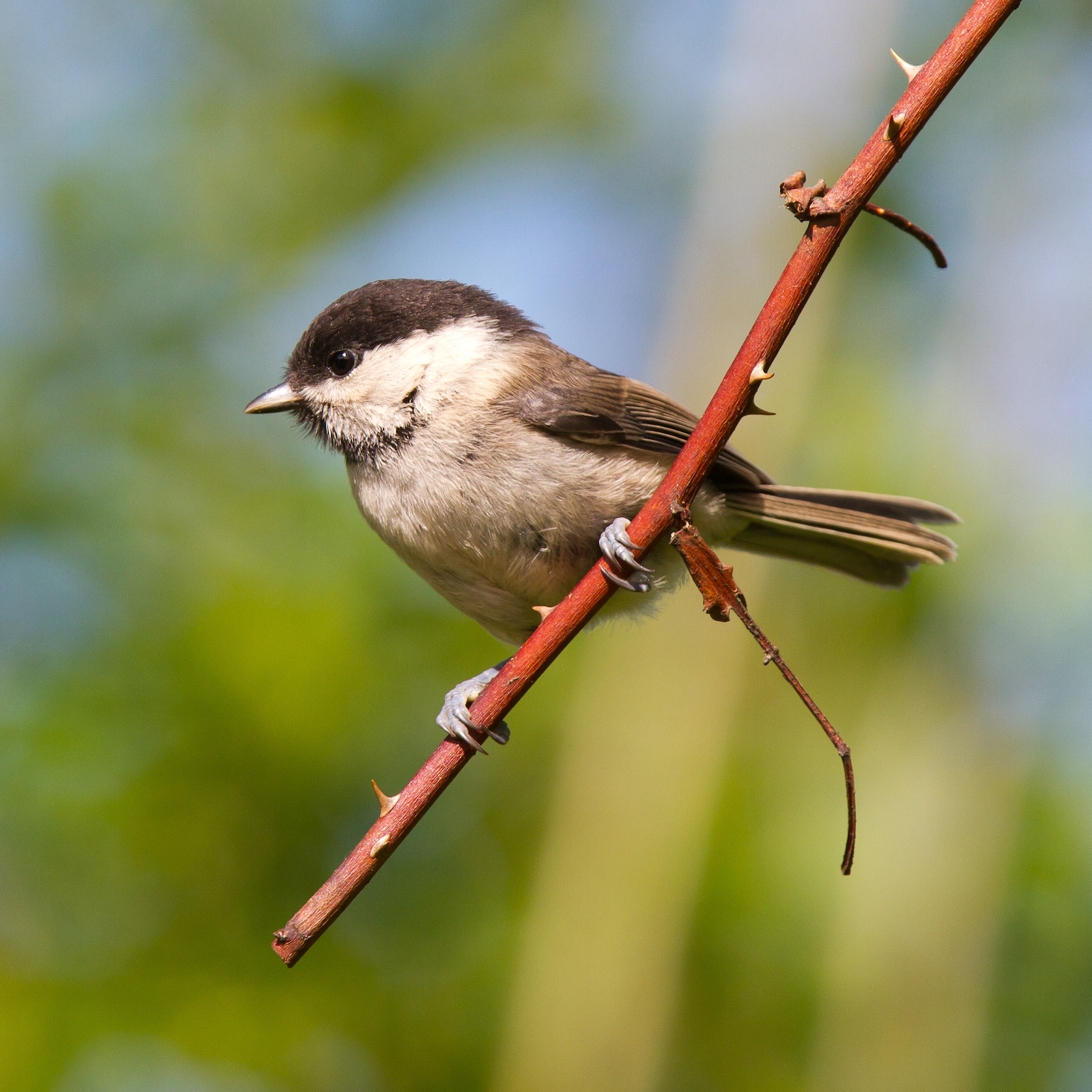 willowtit PG copy