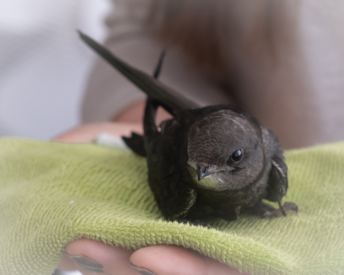swift close up 2